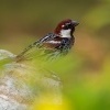Vrabec pokrovni - Passer hispaniolensis - Spanish Sparrow o0467